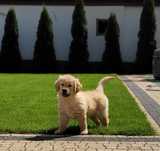 Golden Retriever Kremowo Złoty Śliczny Zapraszam