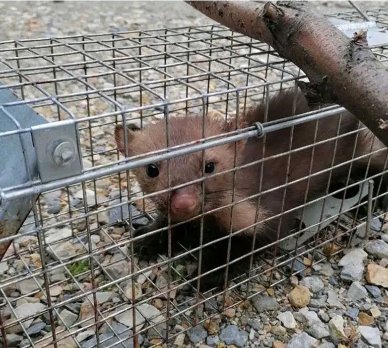 Живоловка 82х21х20 см для куниць ласок щурів котів пастка ловушка