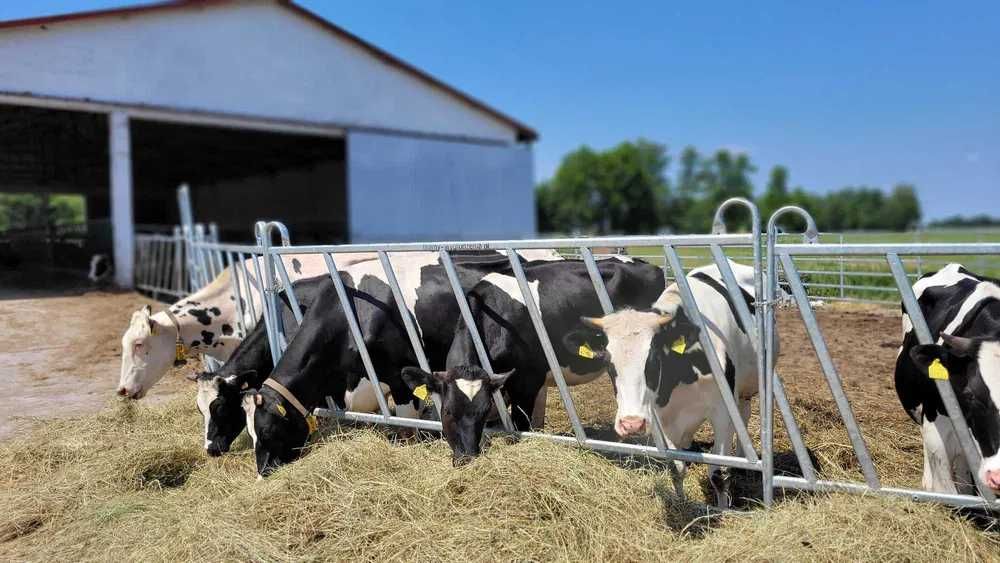 Panele Paszowe, wygrodzenia, wybieg dla bydła, koni