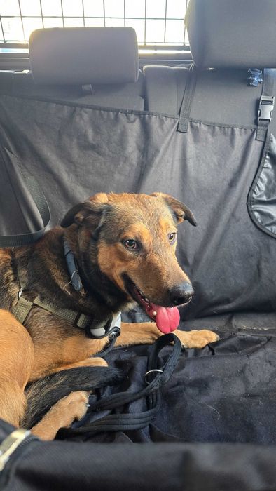 Cão jovem para adoção responsável