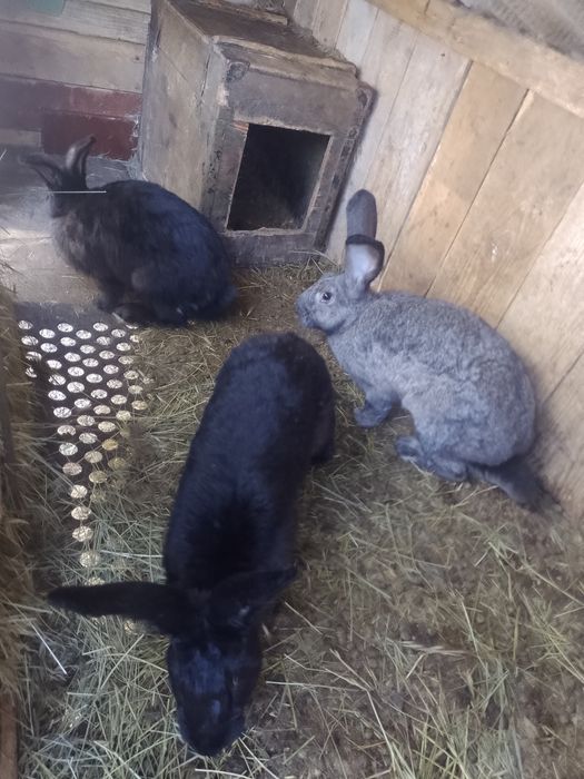 Продам кролики крольчата