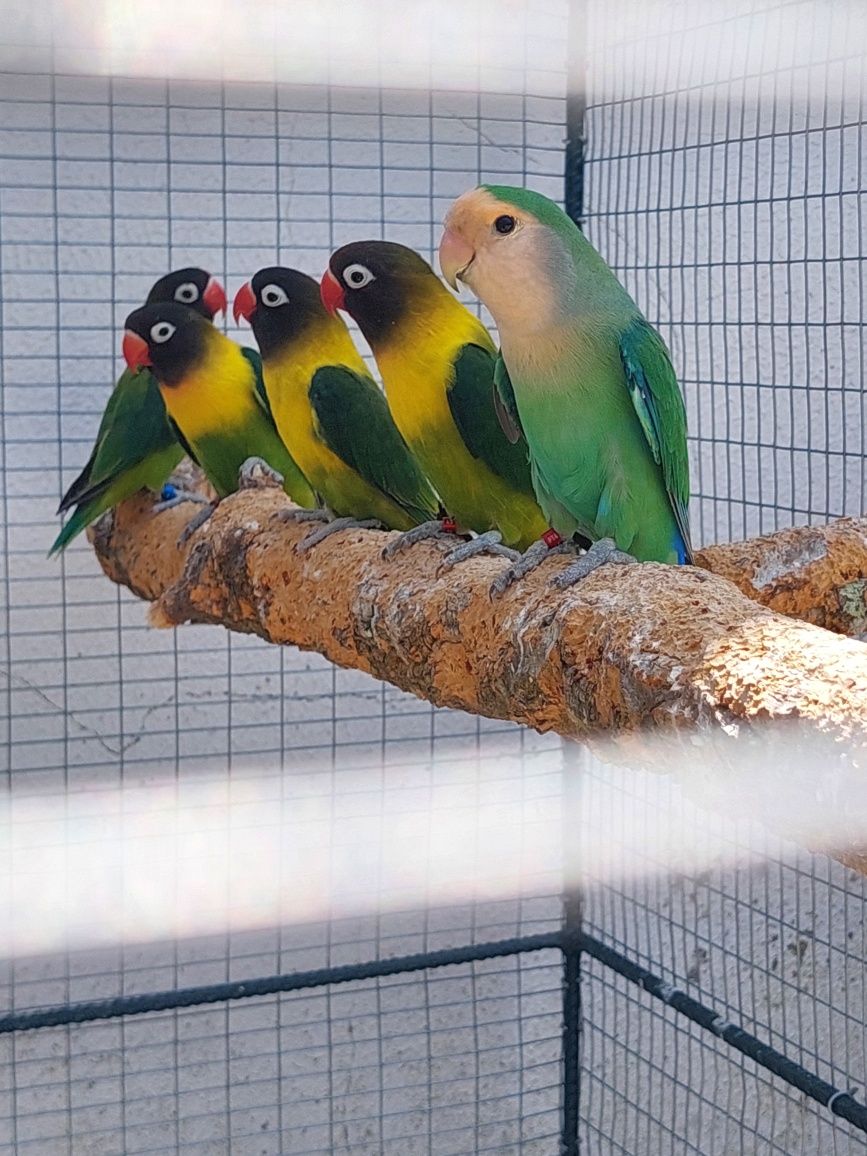 Agapornis roseicollis longfeather 2024