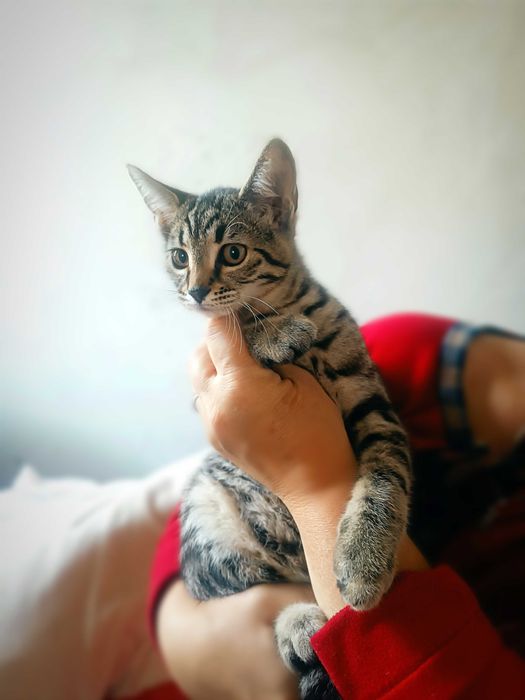 Смугаста красуня, активна, з характером