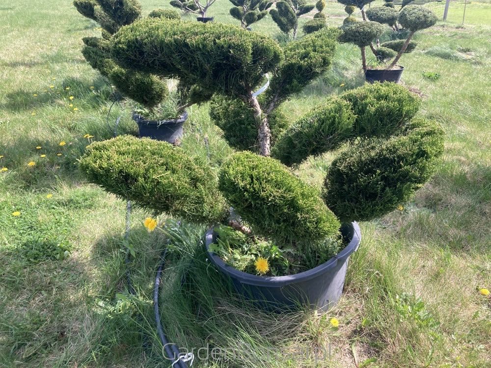 Drzewko BONSAI z jałowca - DOSTAWA - 100 cm - DUŻE "chmurki"