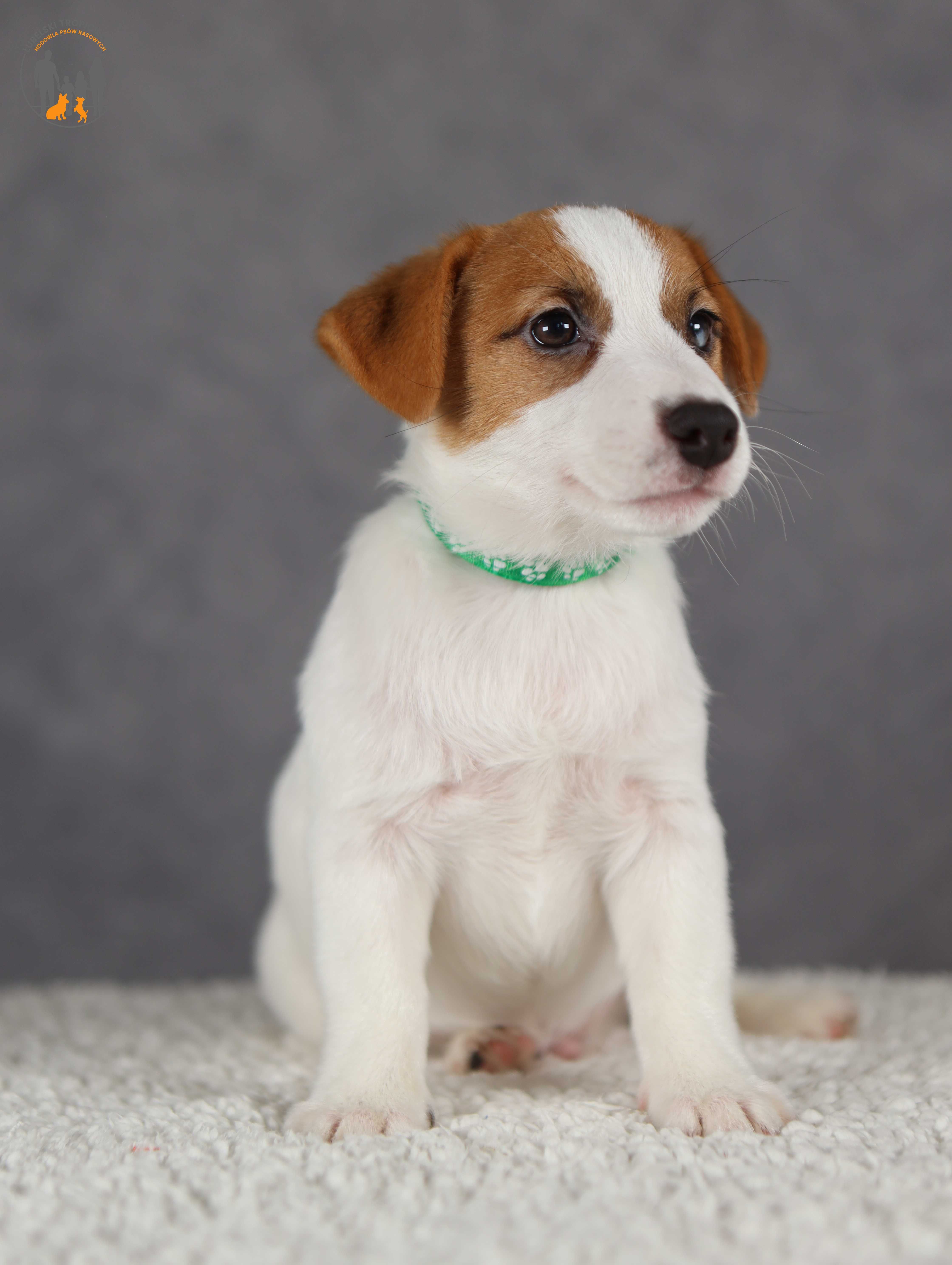 Jack Russell Terrier ZKwP FCI cudowny piesek rezerwacja