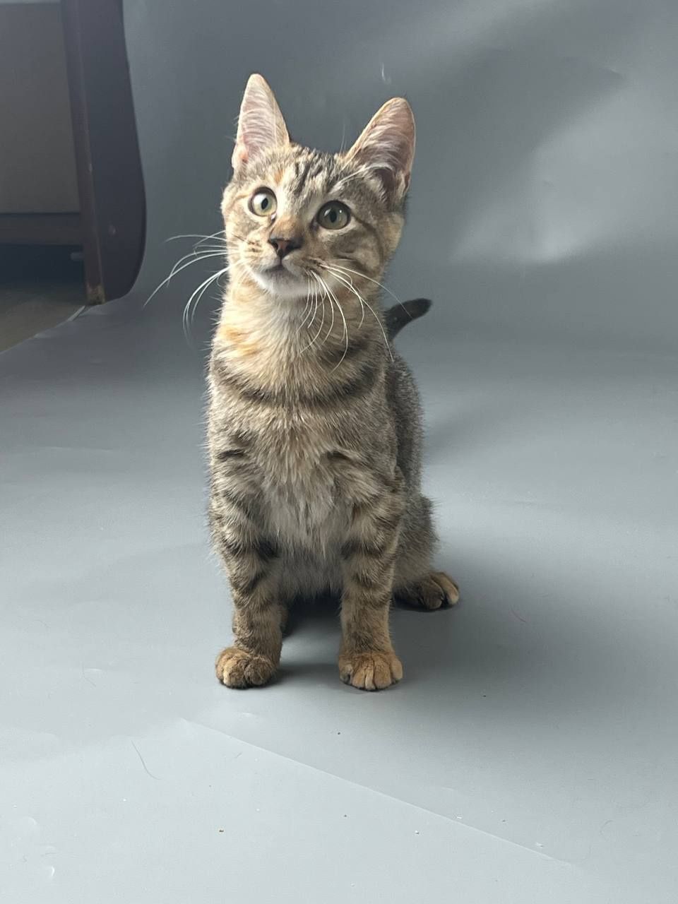 Котики ждут семьи