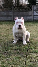 American bully piesek ABKC