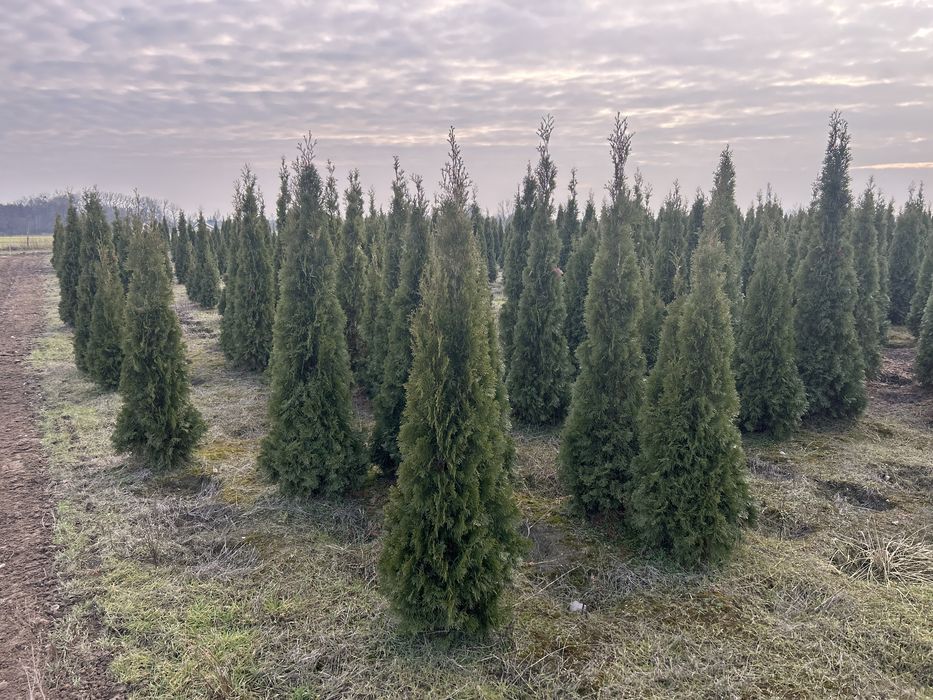Tuje Szmaragd Tuje Brabant