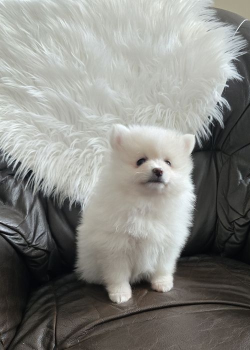 Szpic Miniaturowy Pomeranian