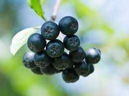 чорна горобина, рябина, чорноплодка, аронія, з екологічного саду