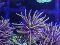 Euphyllia New York Knicks  FLUOLAMPS WYSYLKI