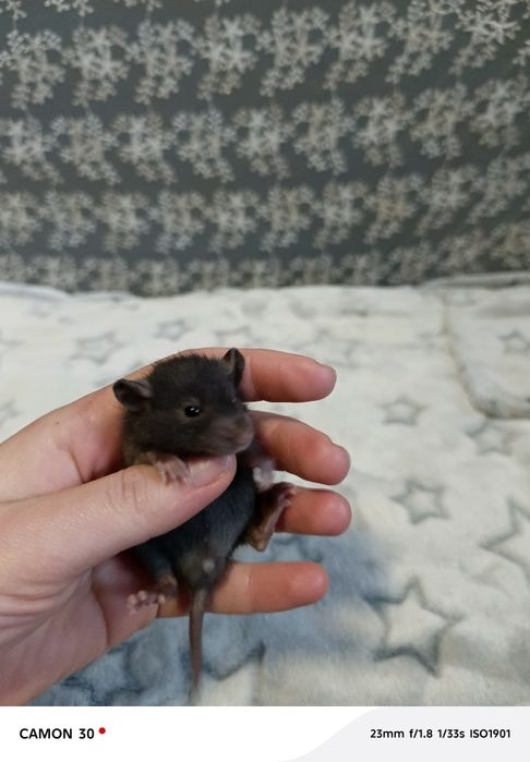 Крысята Реск и Дамбо