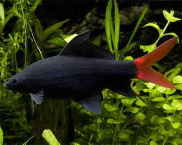 Labeo bicolor - Grubowarg dwubarwny - Epalzeorhynchos bicolor