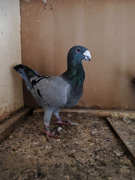 Niemieckie wystawowe