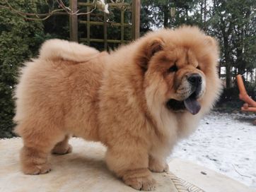 Chow Chow Szczeniak FCI/ZKwP