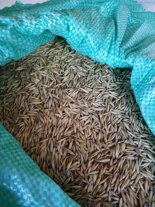 Owies opałowy do pieca