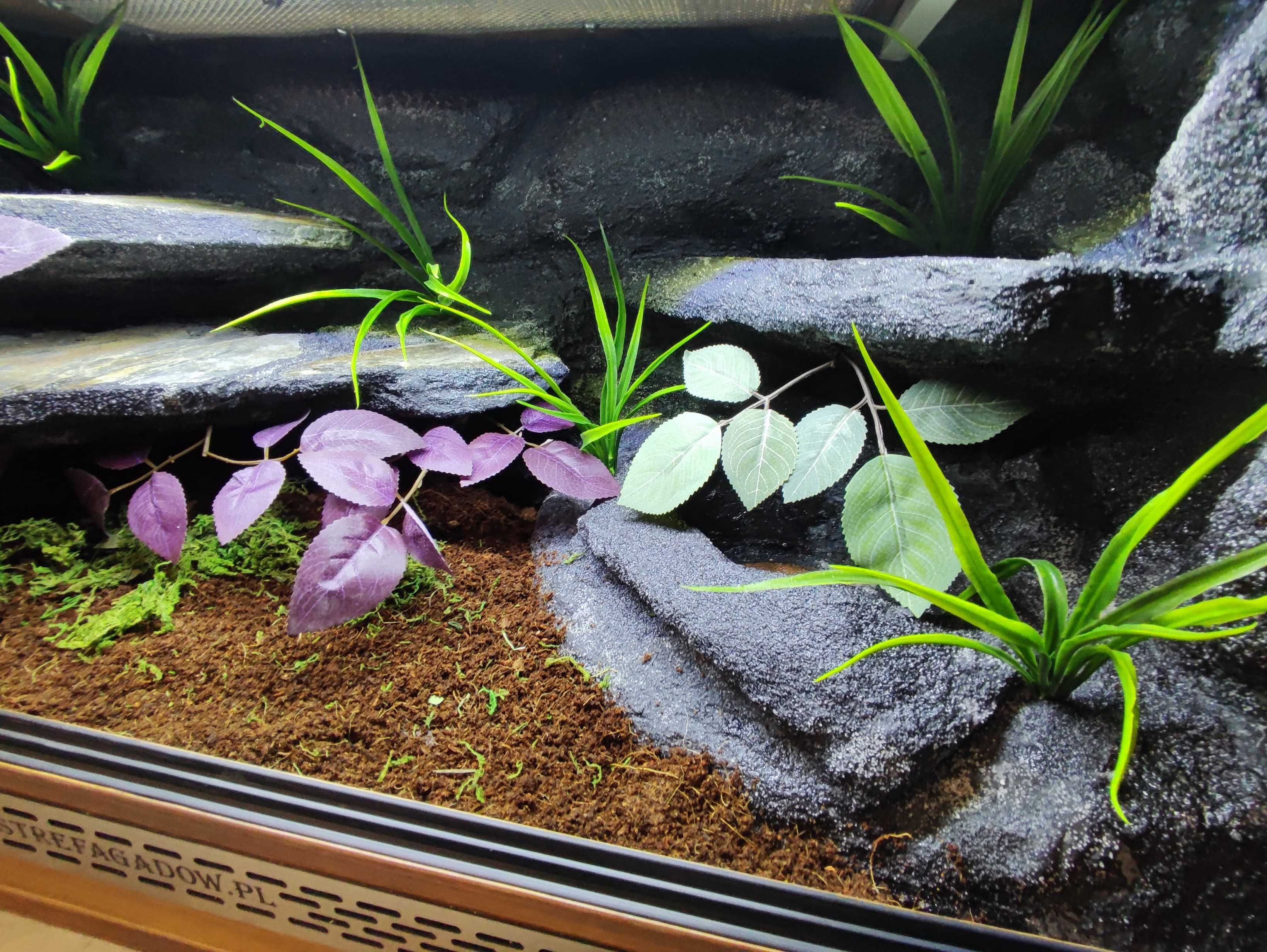 Terrarium tropikalne nr699 80/40/40 dla węża boa pyton DOSTĘPNE