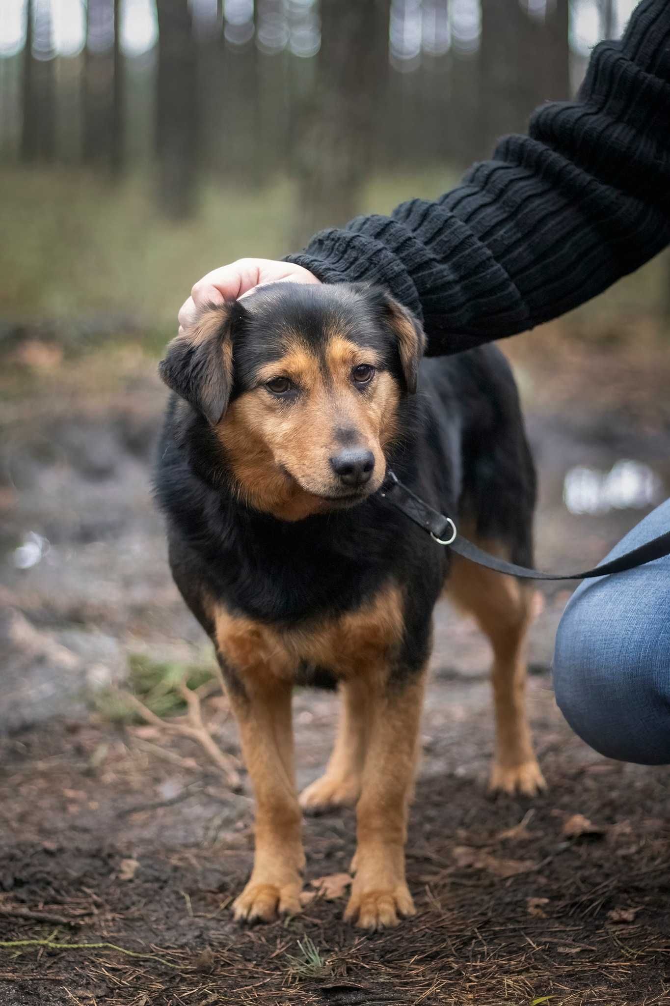 sympatyczna Suczka do adopcji kundelek pies