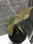 Syngonium Regina Red