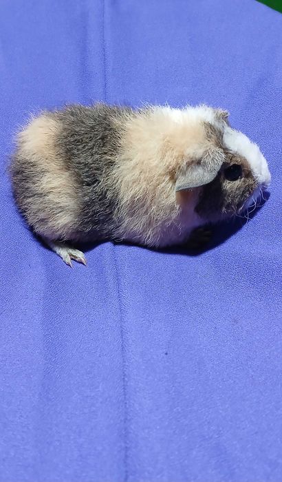 Морська свинка , тедді.