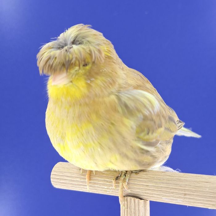 Kanarek, samiczka - sprzedam, Wrocław