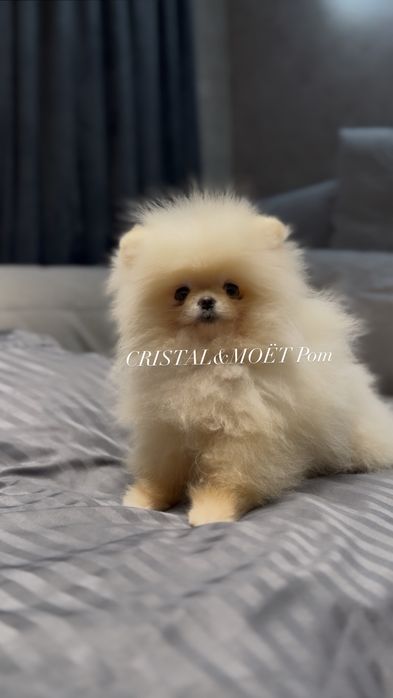 Мальчик померанский шпиц,экстрамини,тип мишка