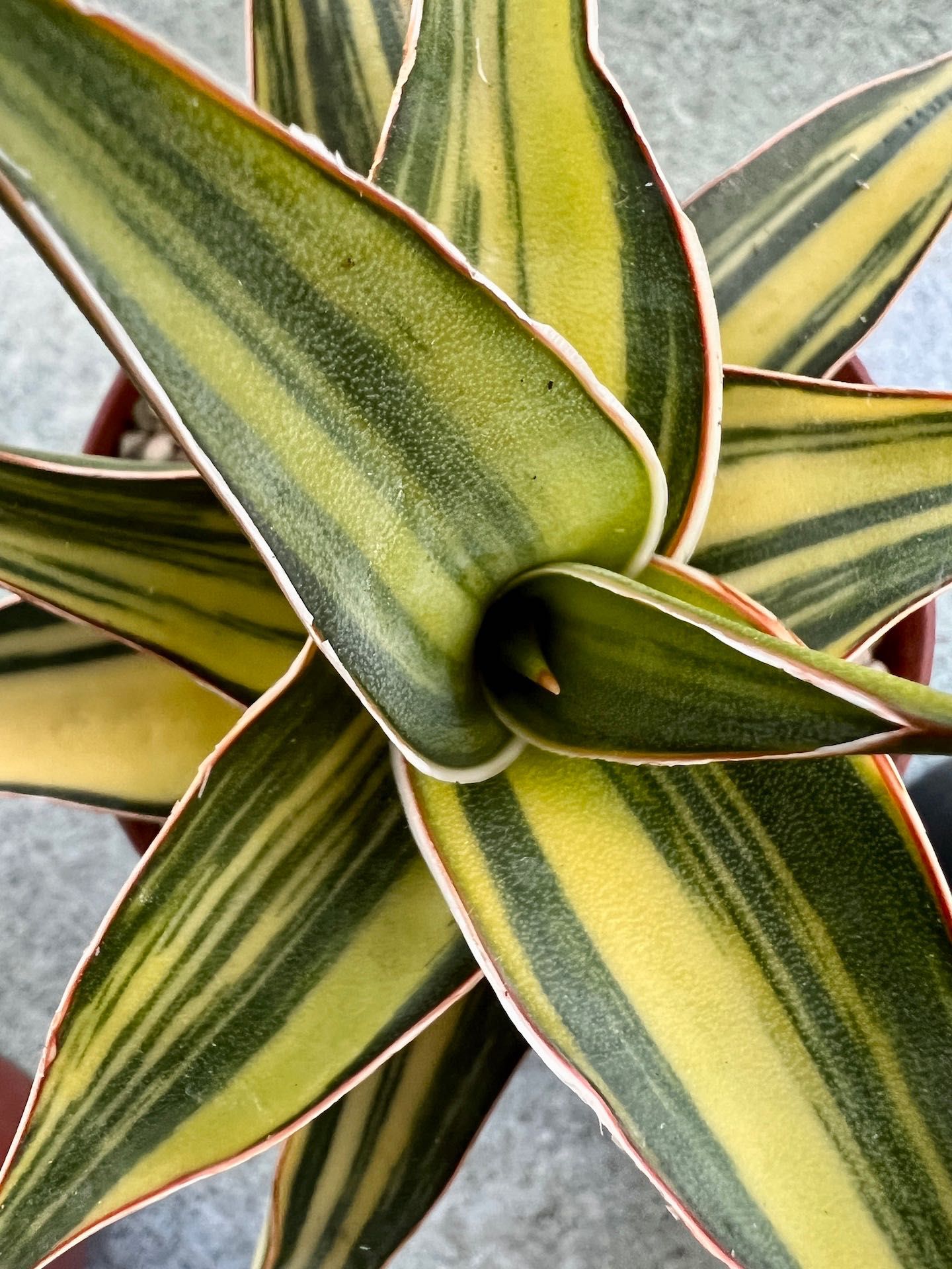 Sansevieria sp. Lavranos Variegated sansewieria