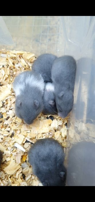 Голубые хомячки есть разные окрасы доставка хомяк джунгарский