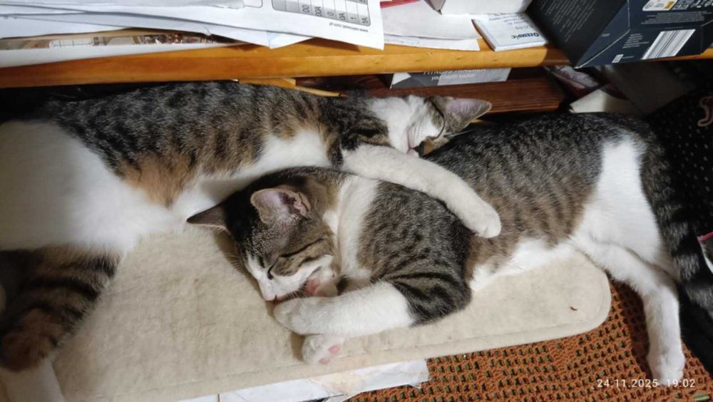 kocurek i kotka proszą o dom