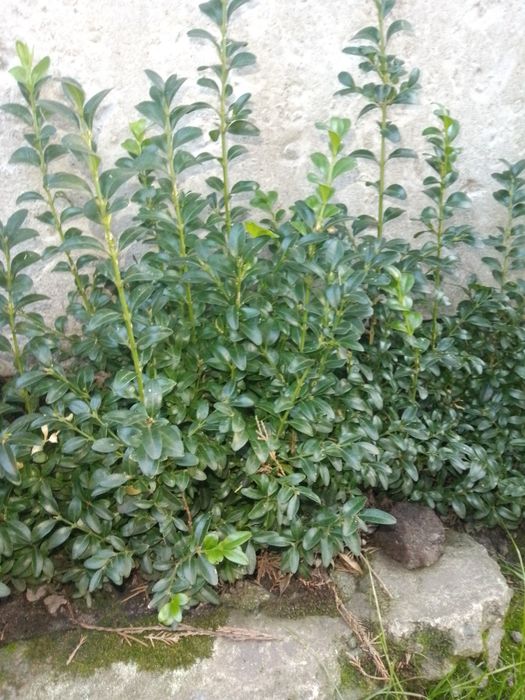 Продам саженцны самшита и японской жимолости вариагата