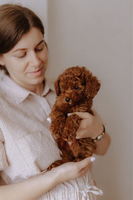 Тойчик міні пудель (poodle toy)