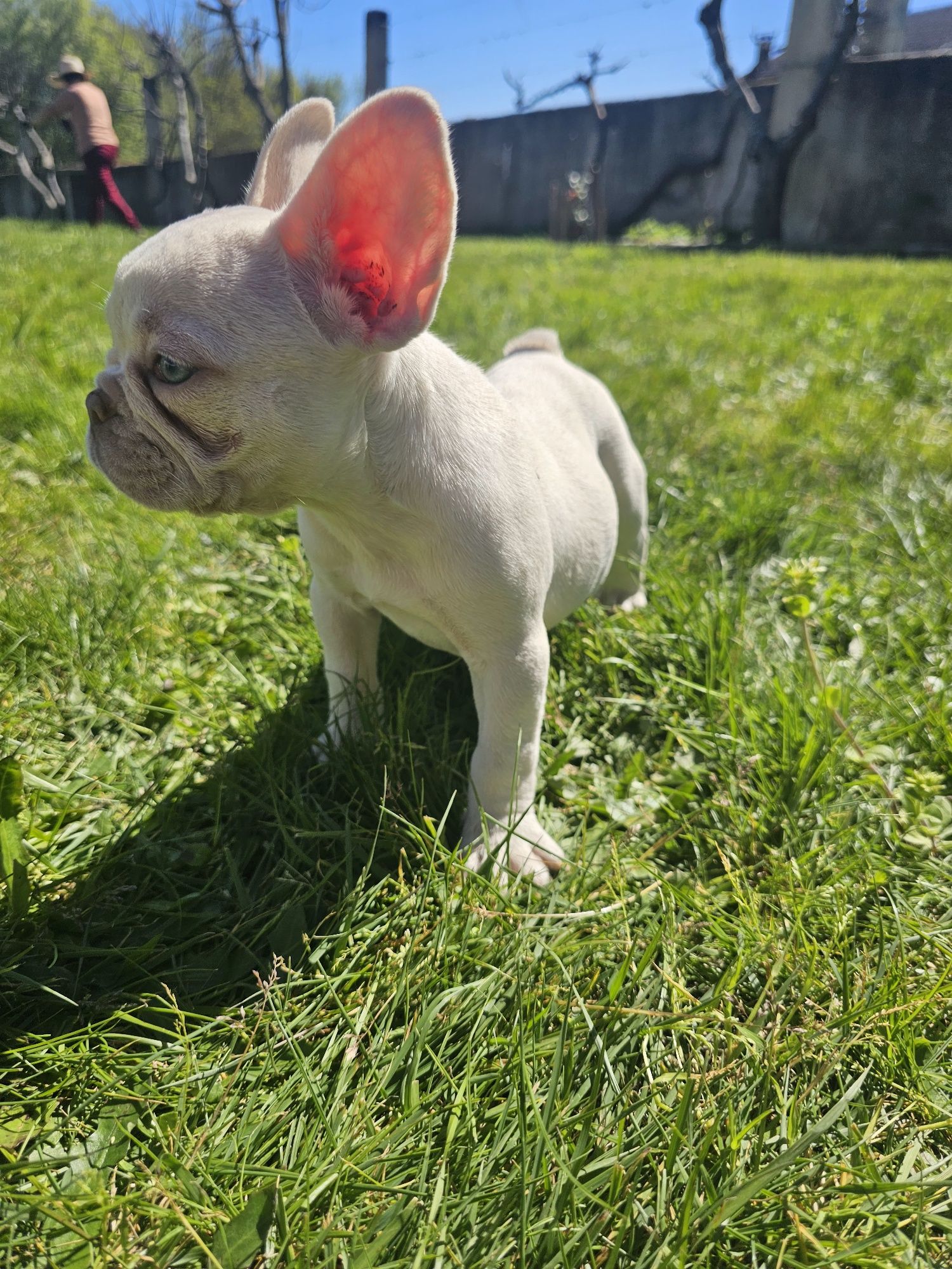 Bulldog francês platinium