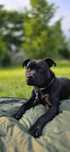 Staffordshire bull terrier suczka