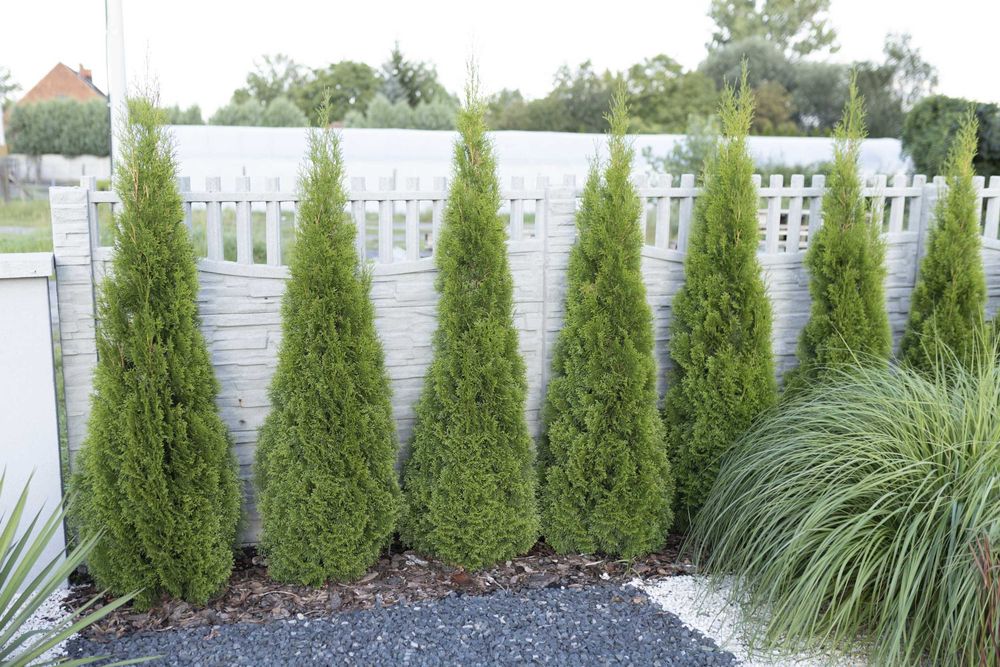 Tuja Tuje Thuja Szmaragd 38-48 cm. PRODUCENT, DOSTAWA GRATIS