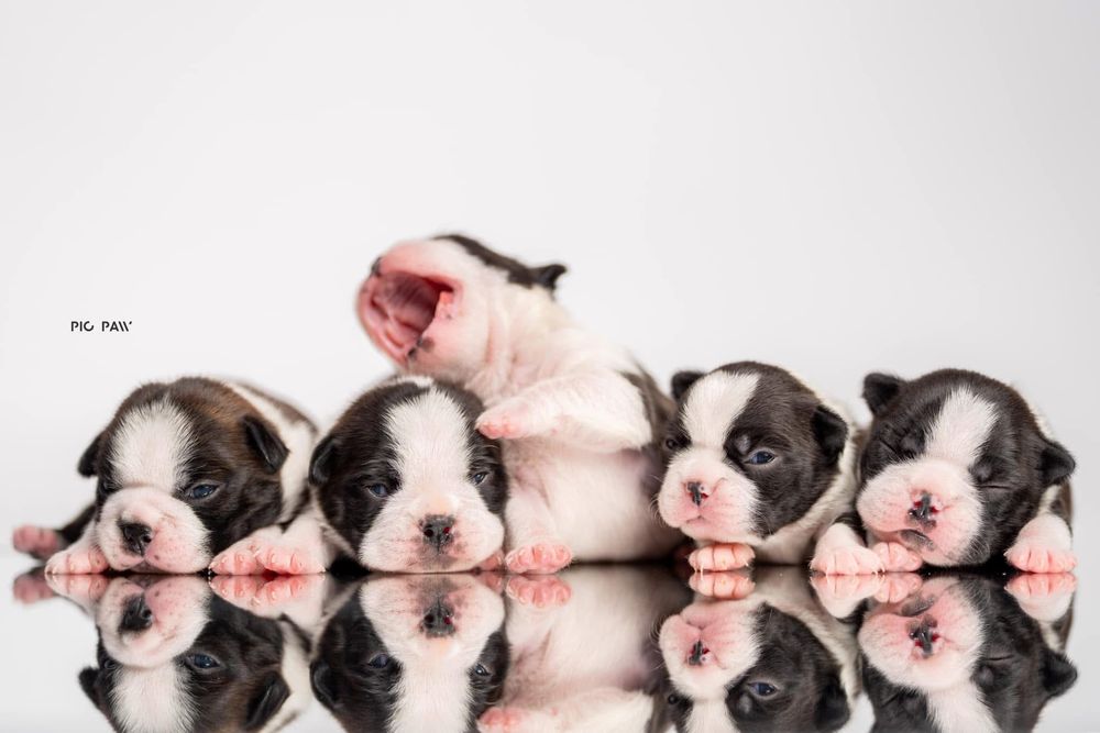 Boston Terrier - szczenię ZKwP