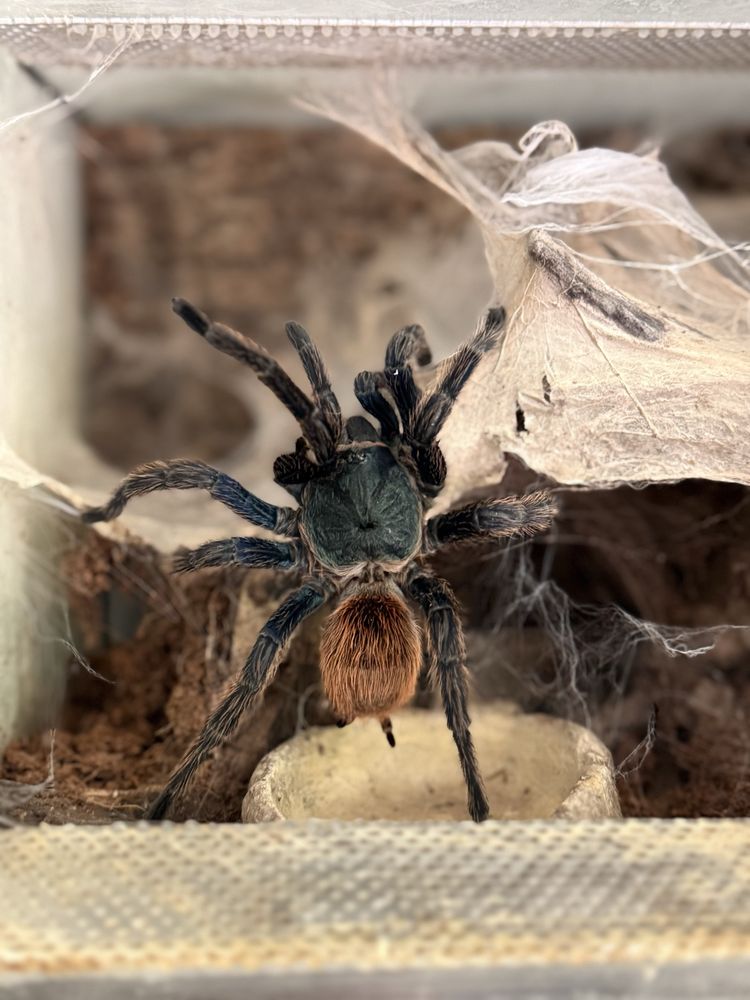 Ptaszniki Hodowla