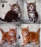 Kotka szylkretka, kocure rudy  maine coon rodowód hodowla