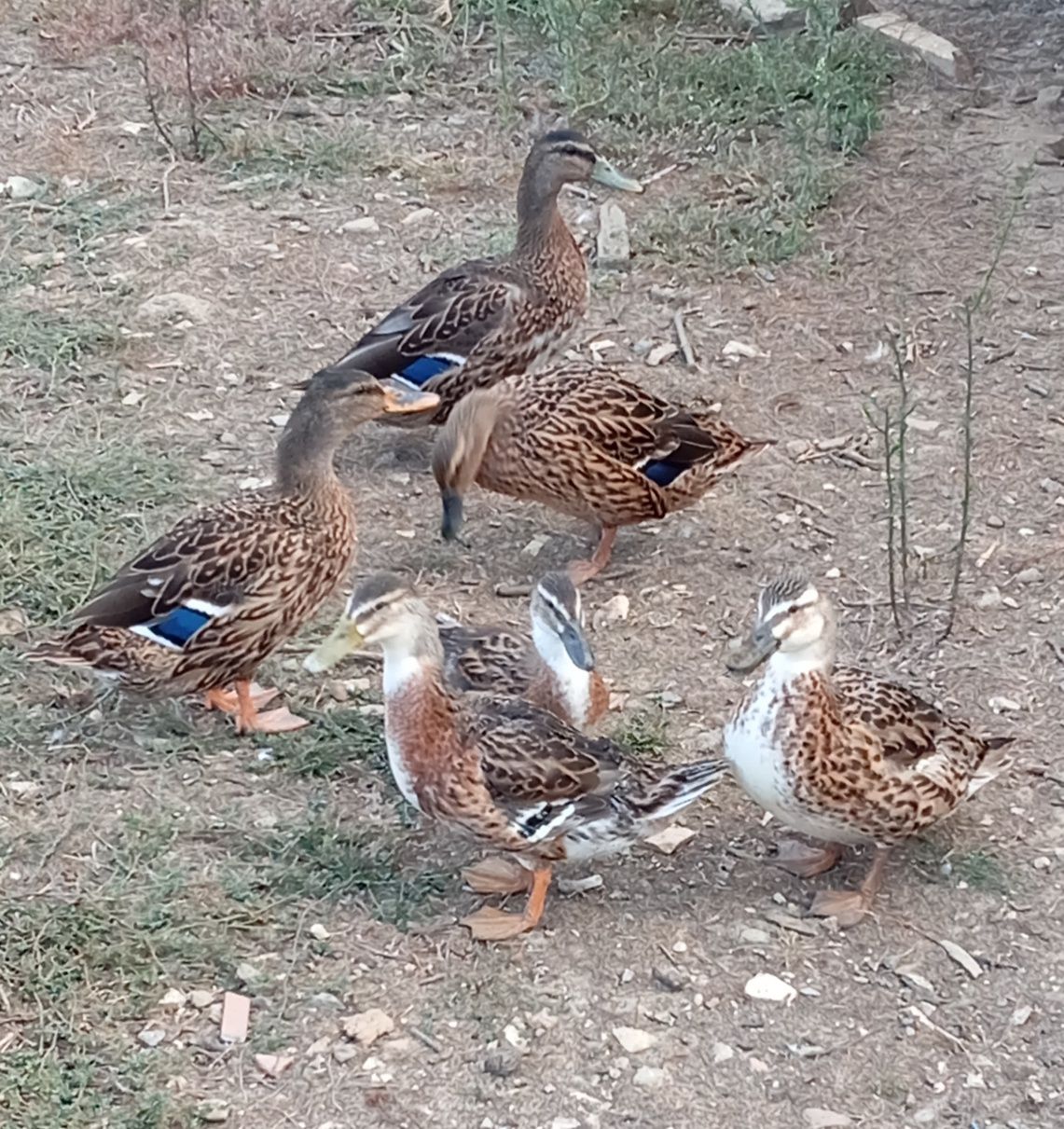 Aves Ornamentais Patos Reais