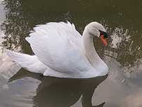 Cisnes brancos (cygnus olor)