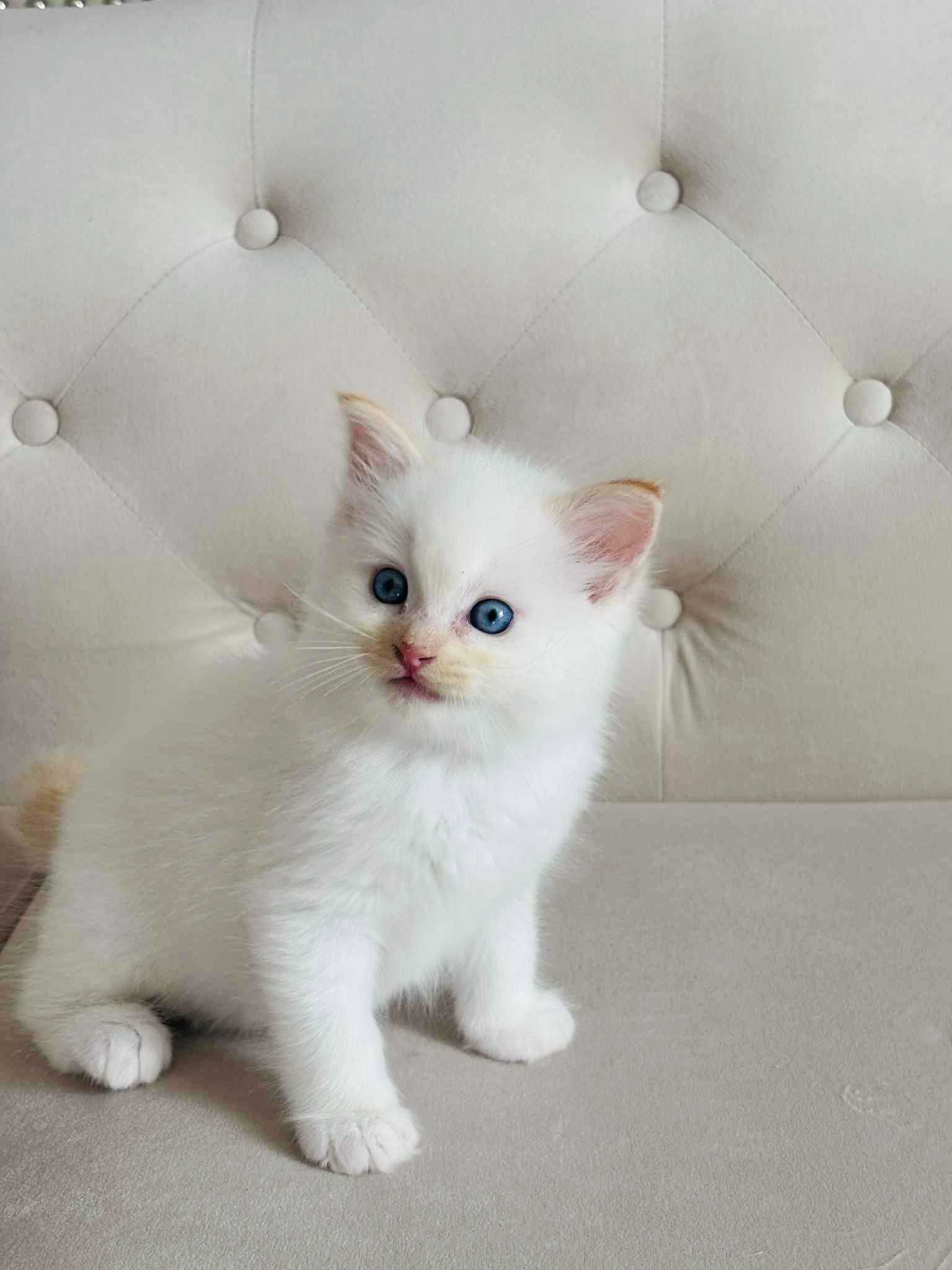 Ragdoll kocurek  niesamowity kremowy kolor  !!! fife/FPL Lagooneyes