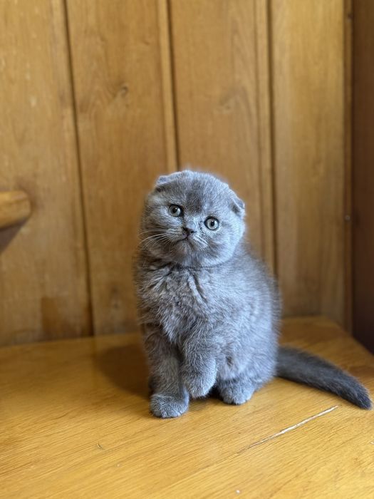 Британські кошенята