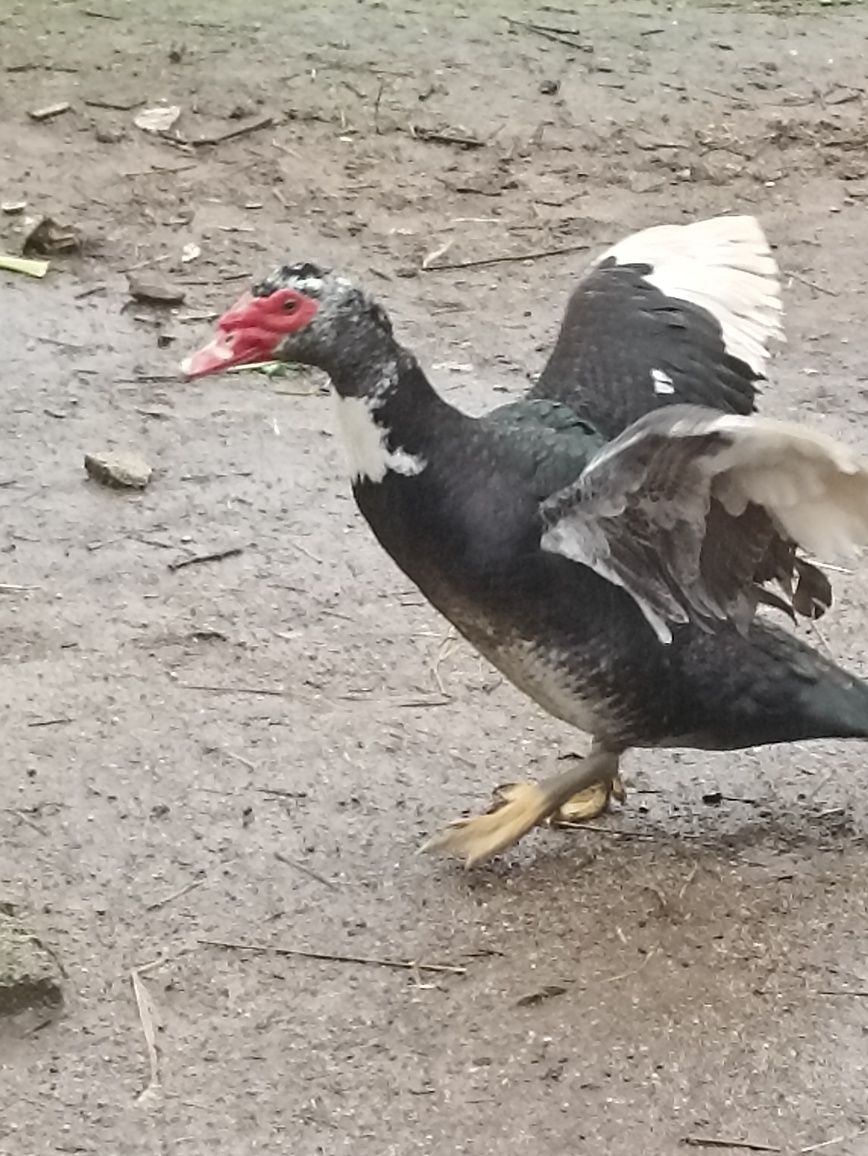 Gansos e patos caseiros