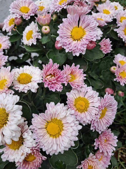 Хризантемы микс саженцы набор