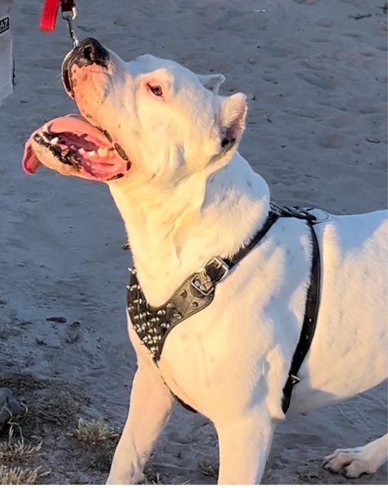 Dogo Argentino disponivel