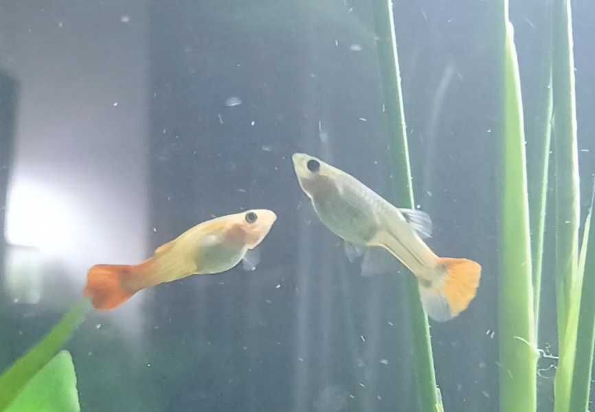 Peixes Guppy'S, Molly'S e Platy'S