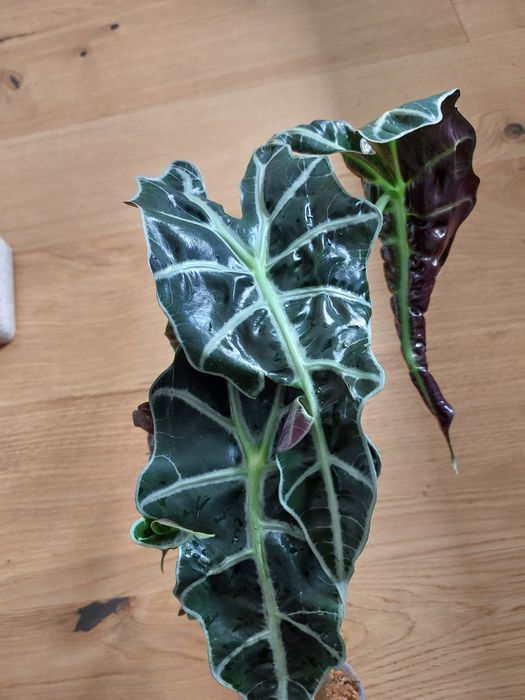 Alokazja Polly BULWA