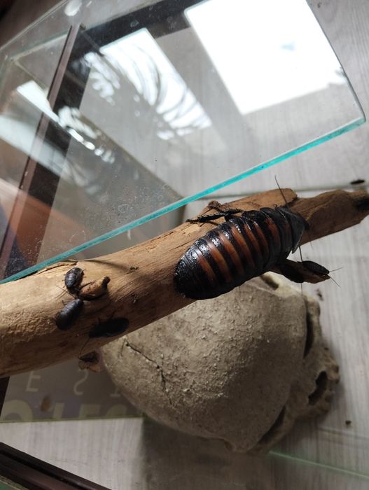 Karaczan madagaskarski samica + młode