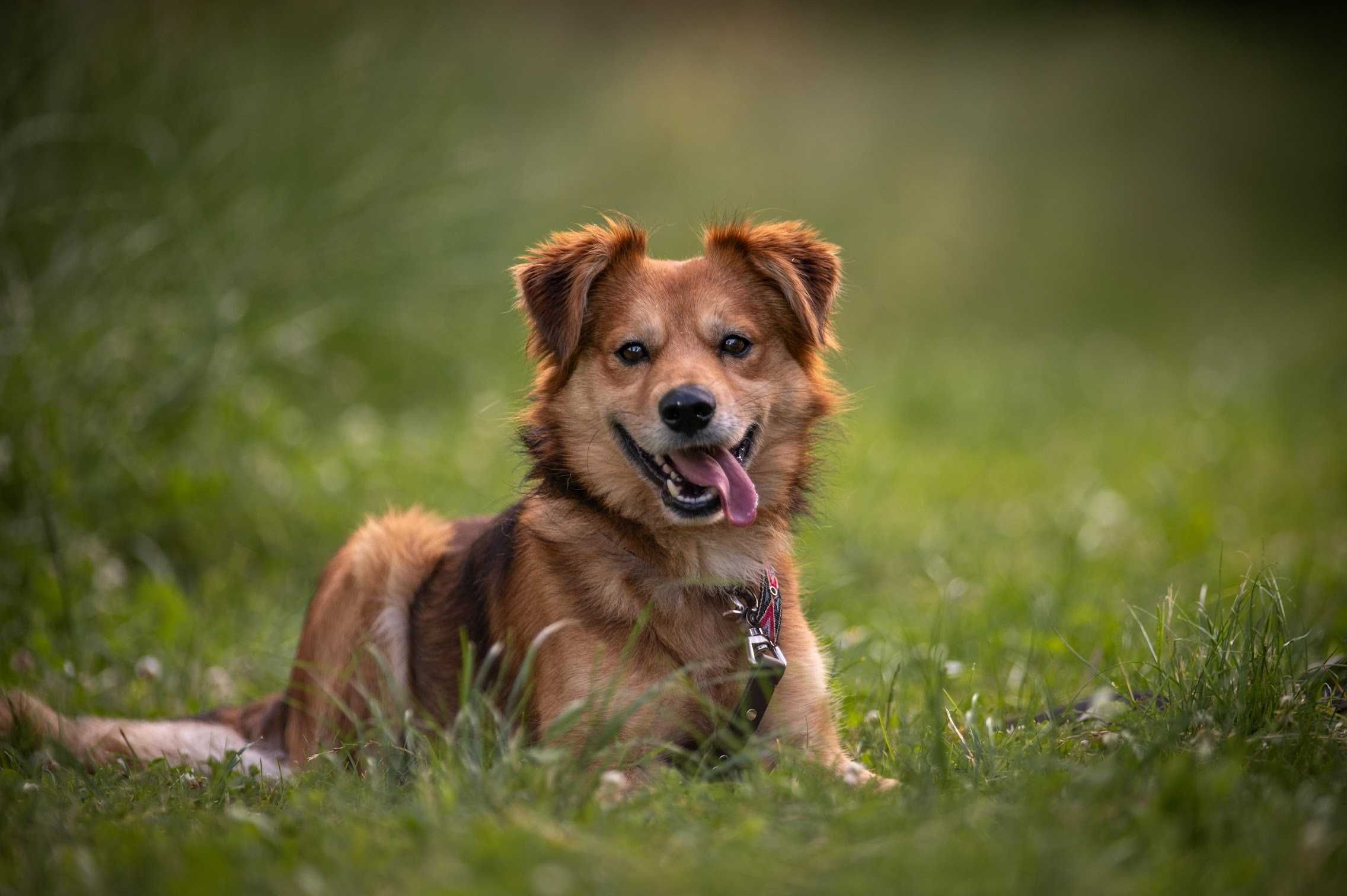 Śliczny Sprite do adopcji!