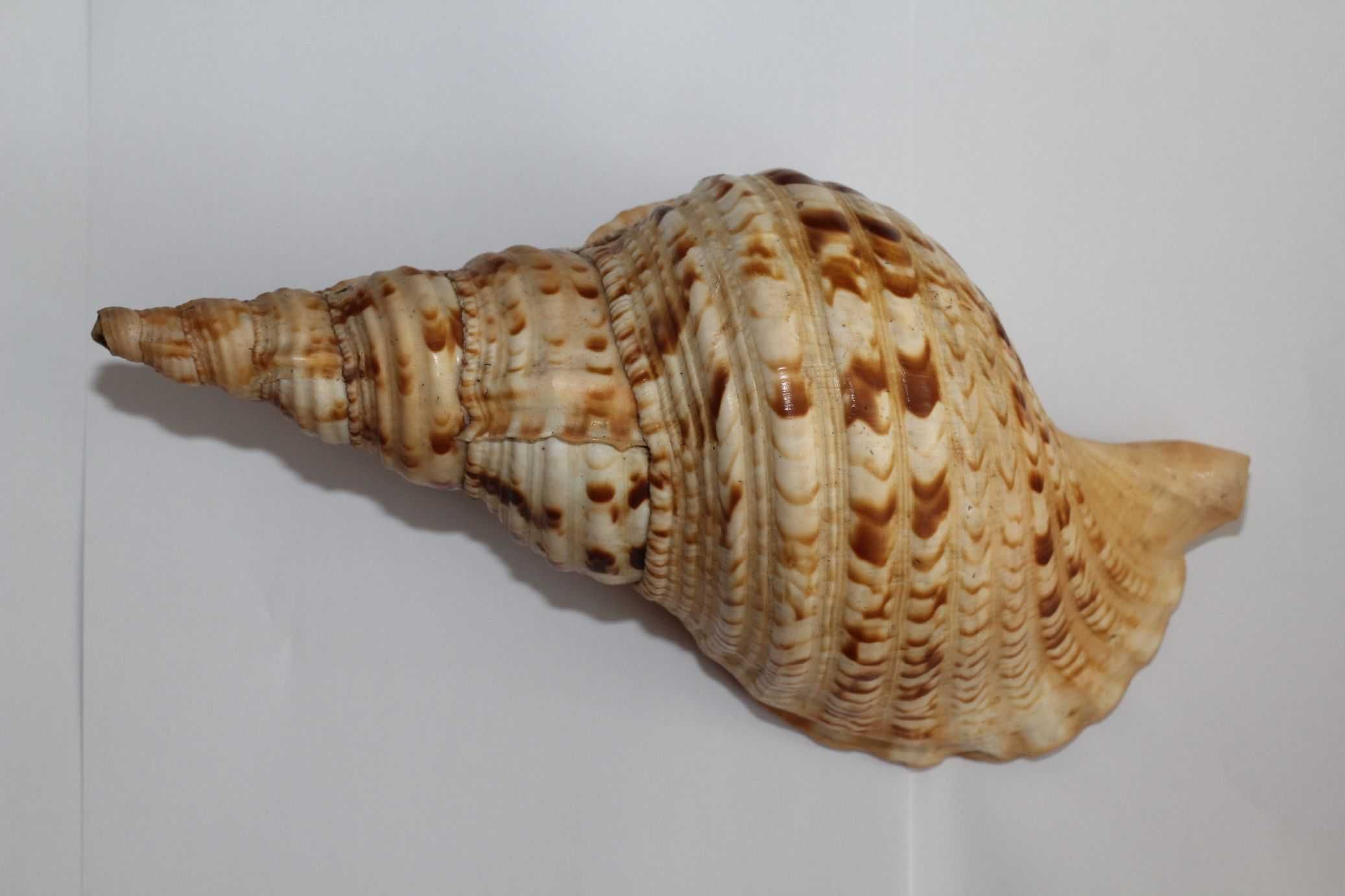 Muszla morska Charonia tritonis 28cm