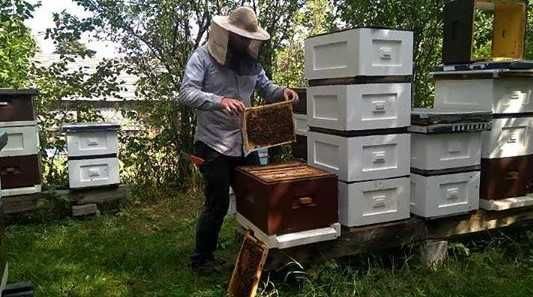 KIT pszczeli propolis świeży własna pasieka